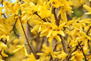 Forsythienblüten