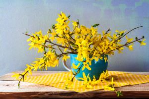 Forsythienzweige in Vase