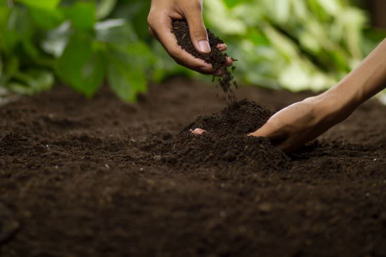 Garten auf die nächste Saison vorbereiten: wann Sie starten sollten