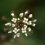 Hirtentäschel – wilde Kräuter aus dem Garten