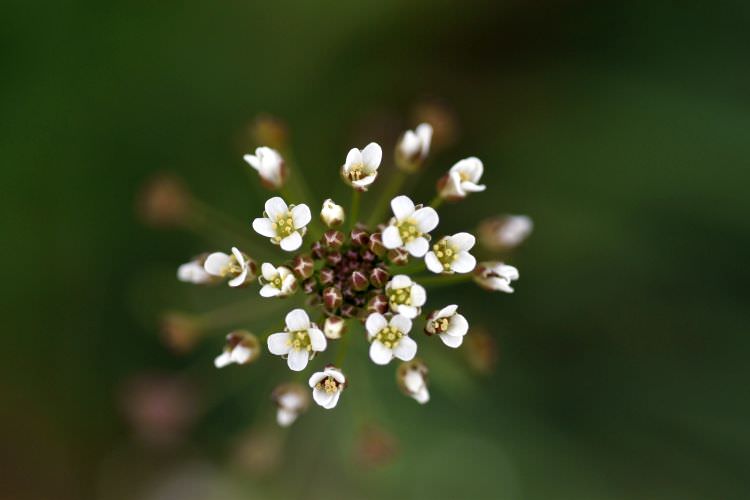 Hirtentäschel – wilde Kräuter aus dem Garten