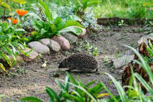 Igel