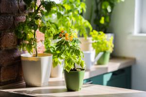 Tomatenpflanzen am Fensterbrett