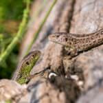 Blindschleiche, Salamander, Kröten & Co – wie locke ich Reptilien in den Garten?