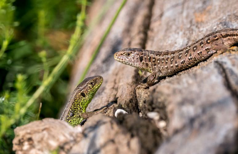 Blindschleiche, Salamander, Kröten & Co – wie locke ich Reptilien in den Garten?