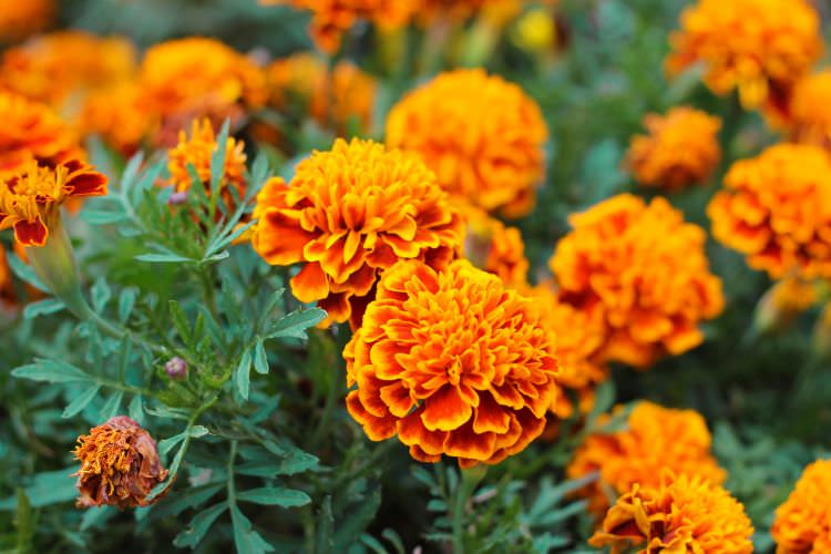 Studentenblumen – die Alleskönner für Garten und Balkon