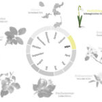 Phänologischer Kalender Vorfrühling – die Blüte der Hasel beginnt