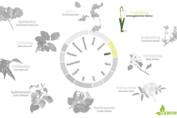 Phänologischer Kalender Vorfrühling