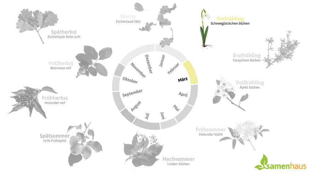 Phänologischer Kalender Vorfrühling – die Blüte der Hasel beginnt