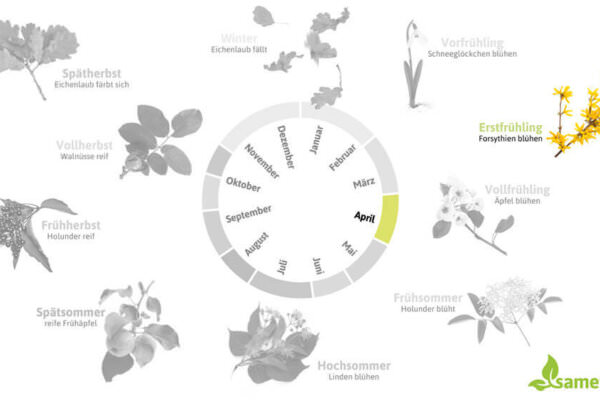 Phänologischer Kalender Erstfrühling