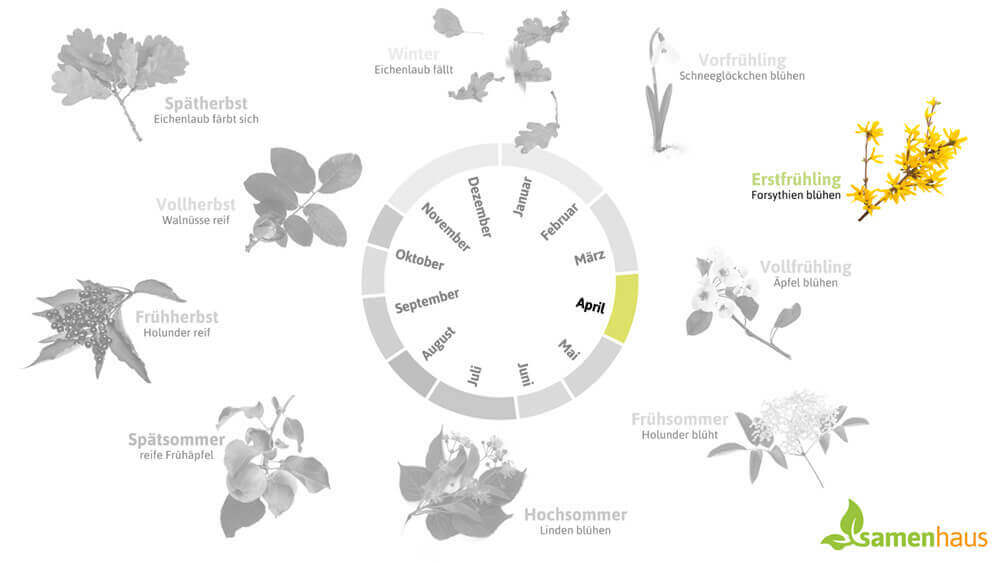 Phänologischer Kalender Erstfrühling