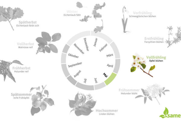 Phänologischer Kalender Vollfrühling