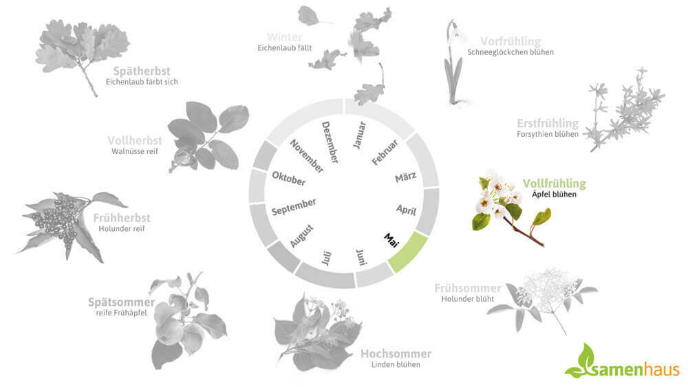 Phänologischer Kalender Vollfrühling