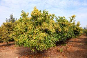 Avocado Plantage