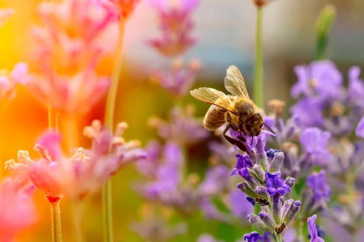 Biene Lavendel