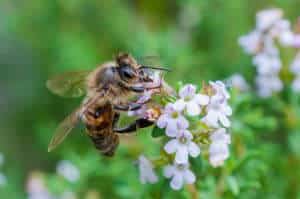 Bienen Thymian