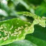 Blattläuse – so bekämpfen Sie die Pflanzensauger
