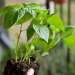 Chilis – vom Keimling zur Jungpflanze