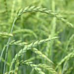 Dinkel: die gesunde Alternative zum Weizen