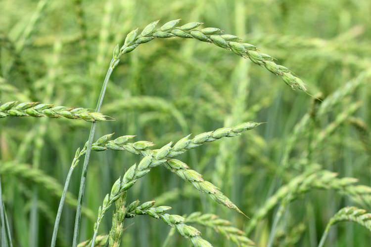 Dinkel: die gesunde Alternative zum Weizen