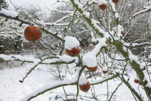 Äpfel im Winter