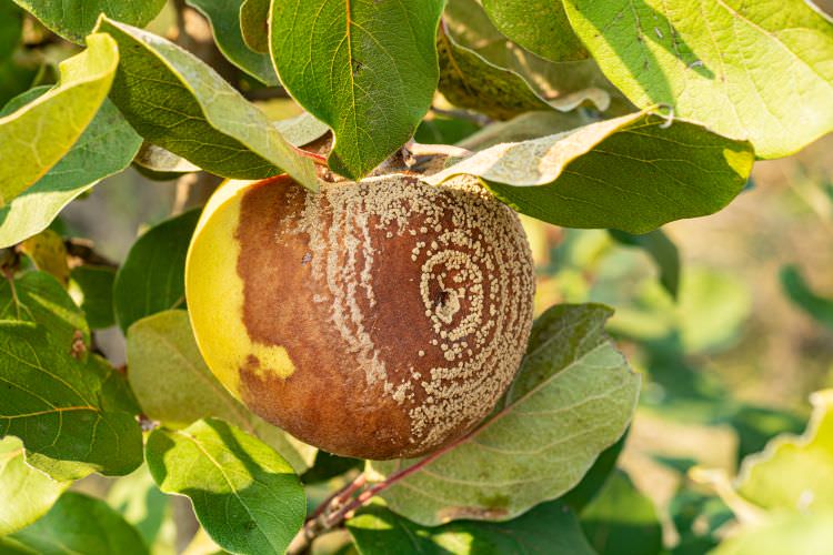 Fruchtmumien – Vorsicht vor gefährlichen Schimmelpilzen