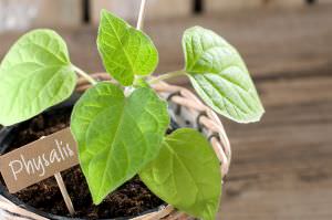 Physalis