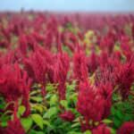 Amaranth