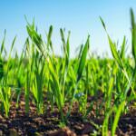 Getreideanbau im Garten für die glutenfreie Küche Zuhause