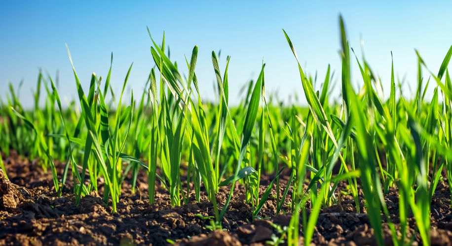 Getreideanbau im Garten für die glutenfreie Küche Zuhause