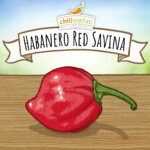 Habanero Red Savina