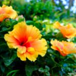 Gartenhibiskus pflanzen – darauf sollten Sie achten