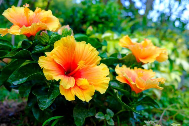 Gartenhibiskus pflanzen – darauf sollten Sie achten