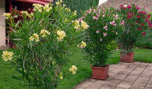 Oleander in Kübel