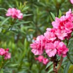 Oleander für Balkon und Terrasse