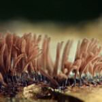 Pilze – Leben aus Sporen