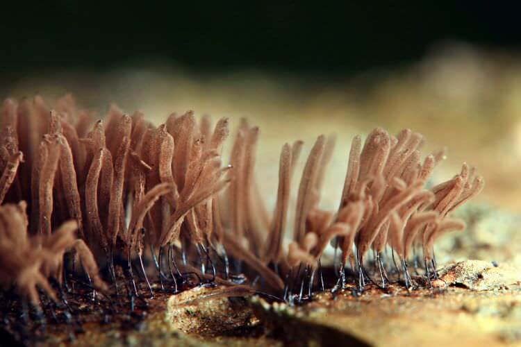 Pilze – Leben aus Sporen