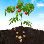 Tomoffel: Tomaten und Kartoffeln von einer Pflanze ernten