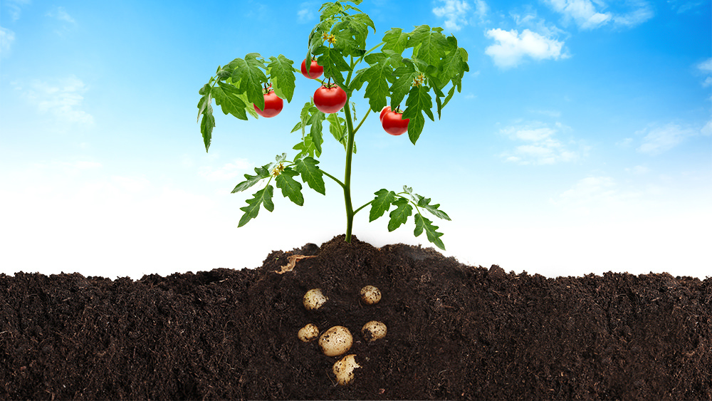 Tomoffel: Tomaten und Kartoffeln von einer Pflanze ernten
