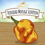 Trinidad Moruga Scorpion