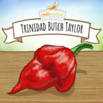 Trinidad Scorpion Butch Taylor