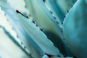 Agave Nahaufnahme