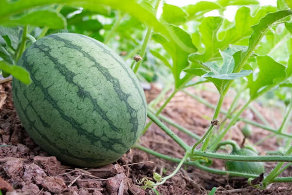 Melone im Garten