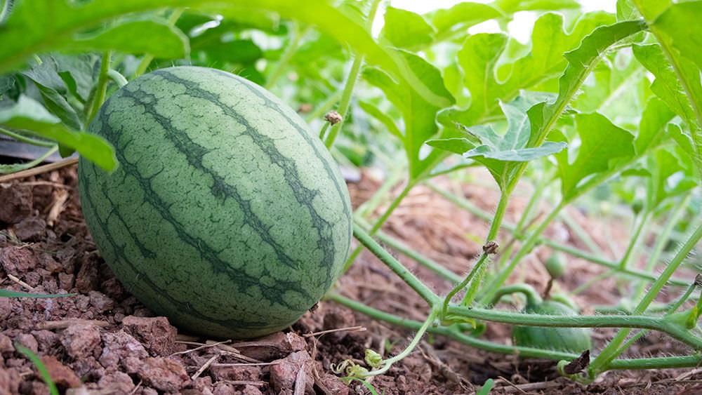 Melone im Garten