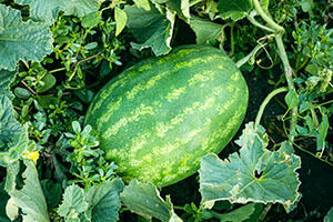 Wassermelone im Garten