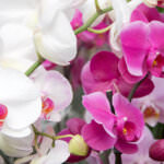 So werden Orchideen richtig gepflegt und geschnitten
