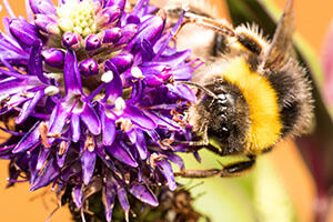 Biene auf Blume