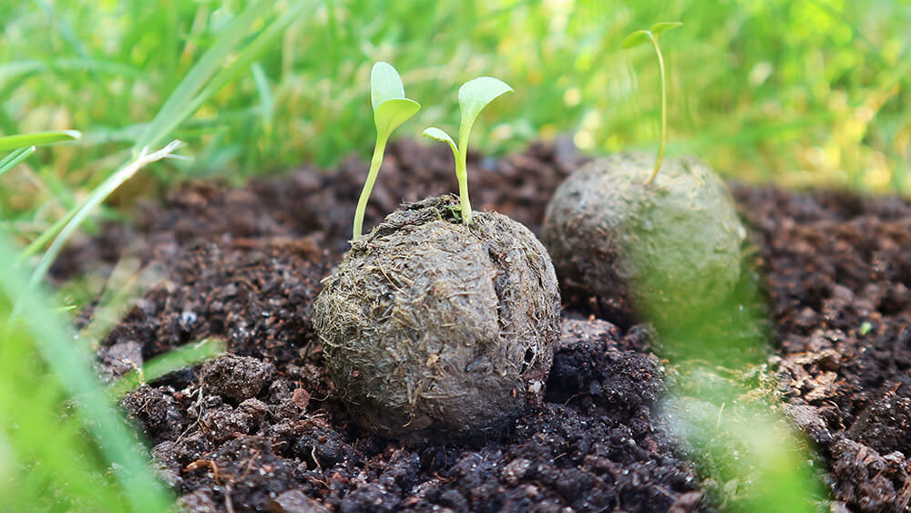 Guerilla Gardening – Flower Power mit Pflanzenbomben