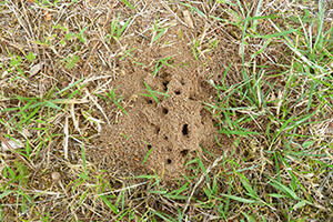 Ameisen Rasen