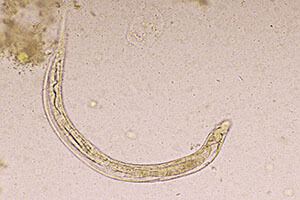 Nematoden